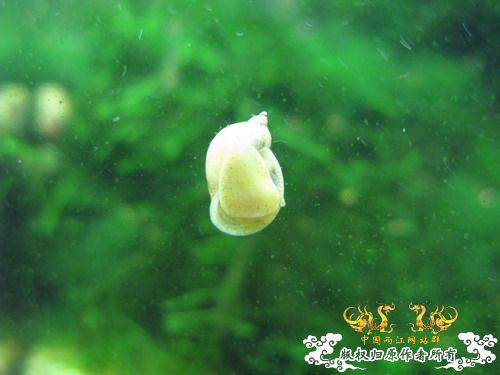 帮我看看是啥螺