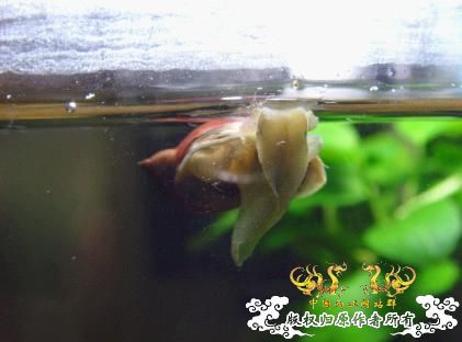 帮我看看是啥螺