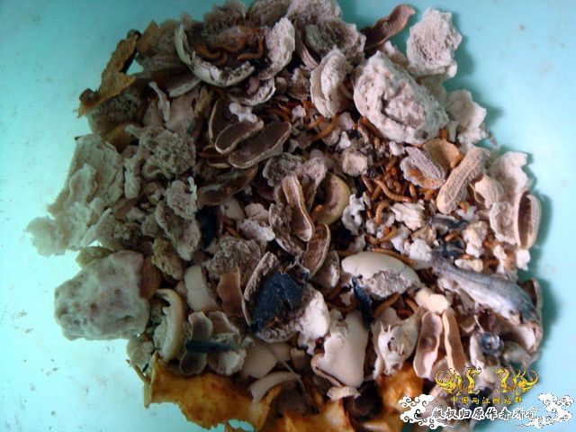 面包虫神秘的营养配方