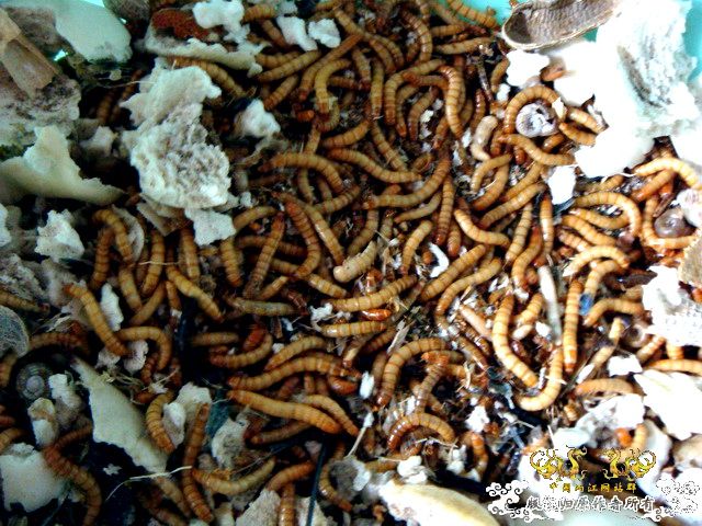 面包虫神秘的营养配方