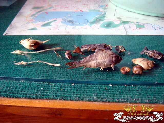 面包虫神秘的营养配方