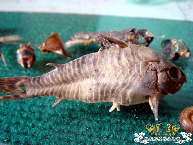 面包虫神秘的营养配方