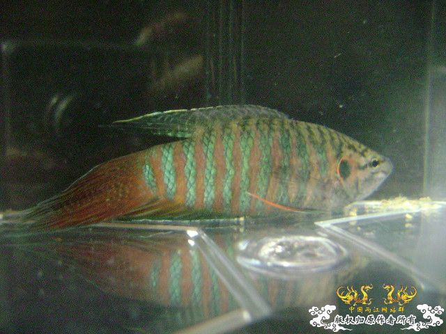 一尾有点怪的叉