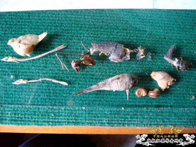 面包虫神秘的营养配方