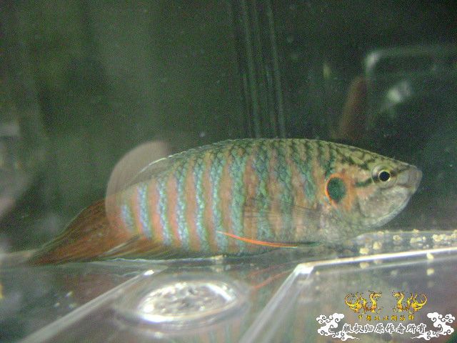 一尾有点怪的叉