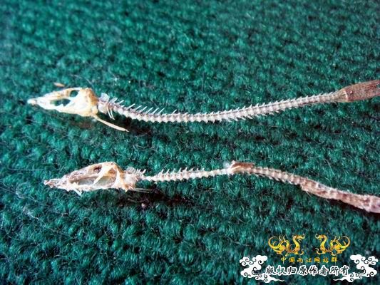 面包虫神秘的营养配方