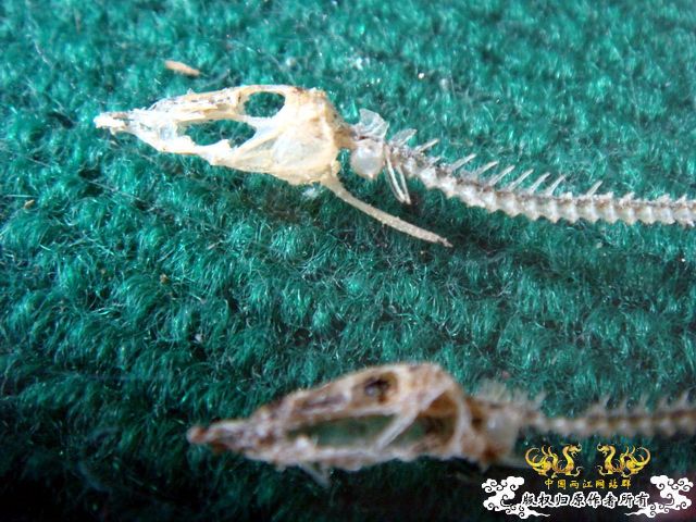 面包虫神秘的营养配方