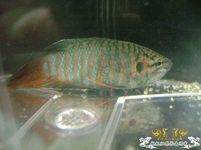 一尾有点怪的叉