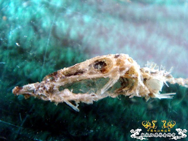 面包虫神秘的营养配方