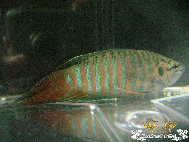 一尾有点怪的叉