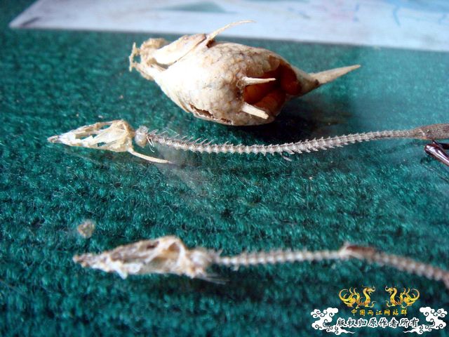 面包虫神秘的营养配方