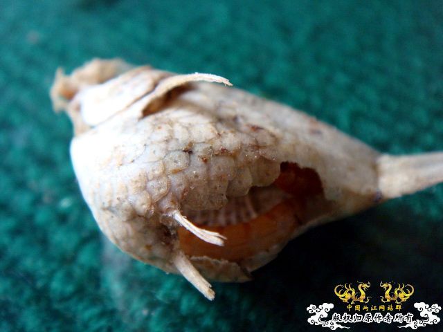 面包虫神秘的营养配方