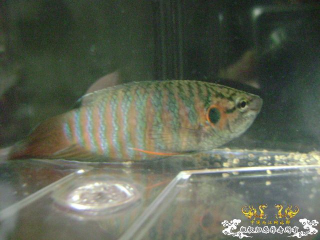 一尾有点怪的叉