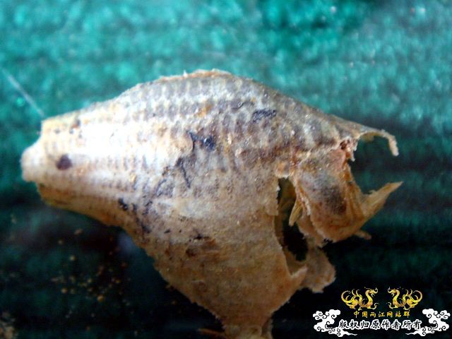 面包虫神秘的营养配方