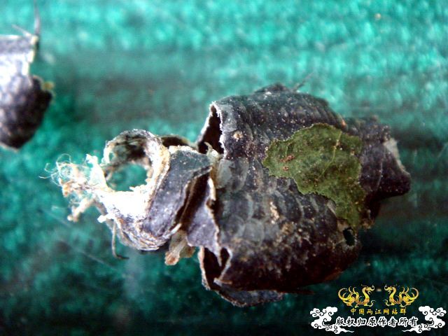 面包虫神秘的营养配方