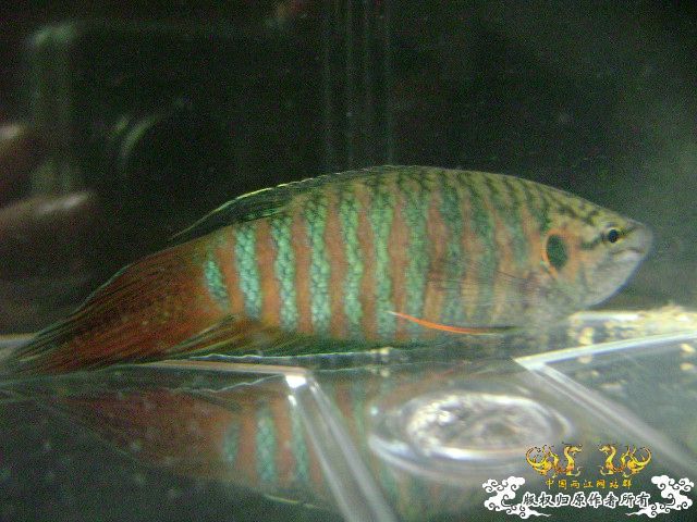 一尾有点怪的叉