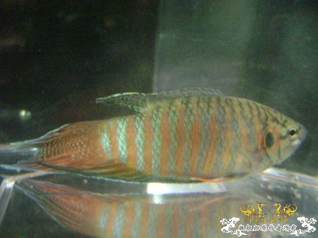 一尾有点怪的叉