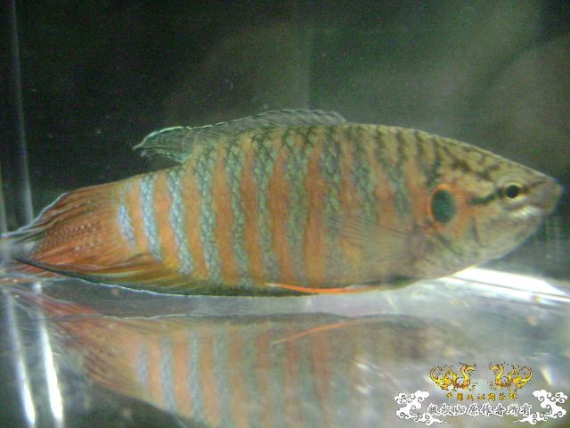 一尾有点怪的叉