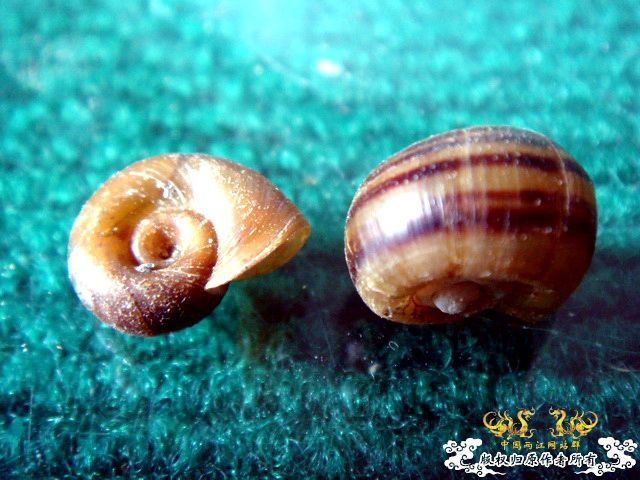 面包虫神秘的营养配方