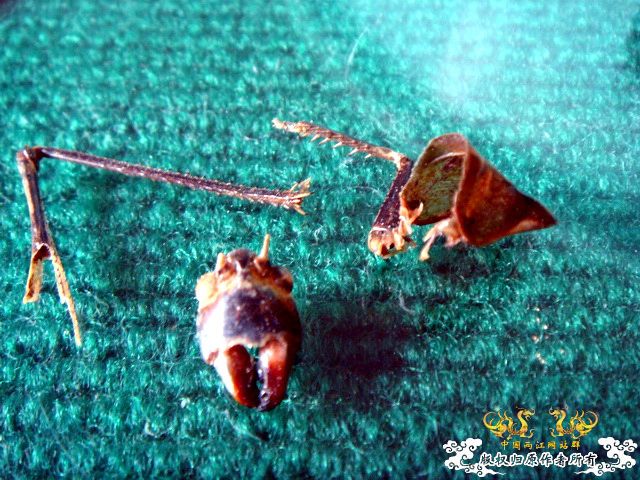 面包虫神秘的营养配方