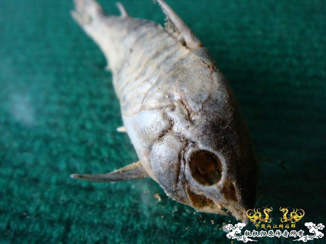 面包虫神秘的营养配方