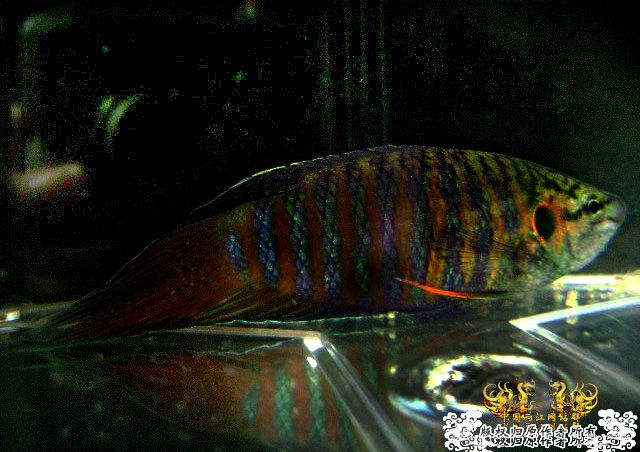 一尾有点怪的叉