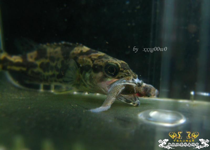 掠食