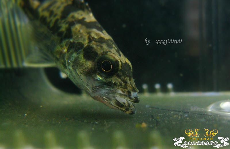 掠食