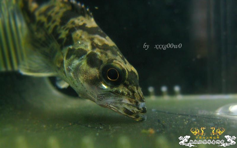 掠食