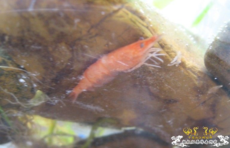 再去放了4只普叉~郁闷死了一只黑壳