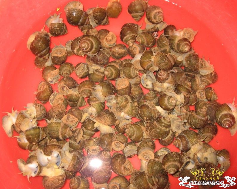 明天准备煮田螺~