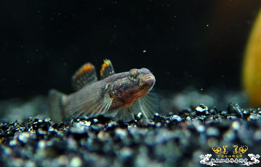广西的虾虎也不甘示弱！(09年2月19日更新发现另一种新溪吻虾虎)