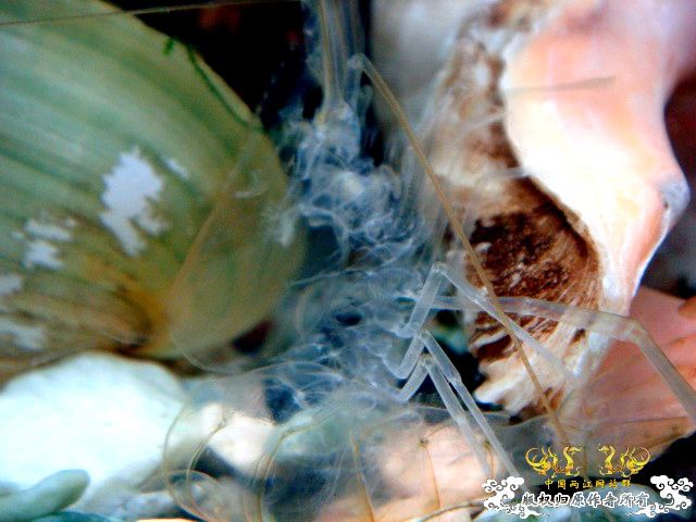 [原创]完美蜕壳 第二季