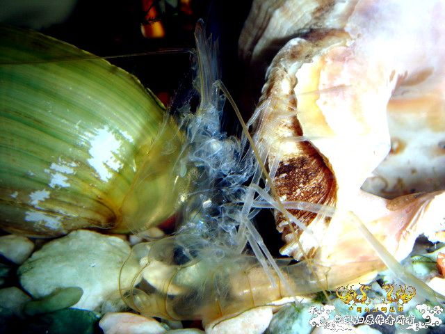 [原创]完美蜕壳 第二季