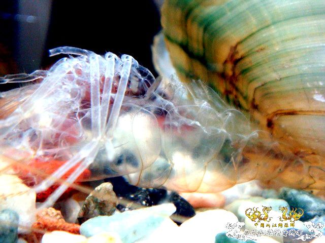 [原创]完美蜕壳 第二季