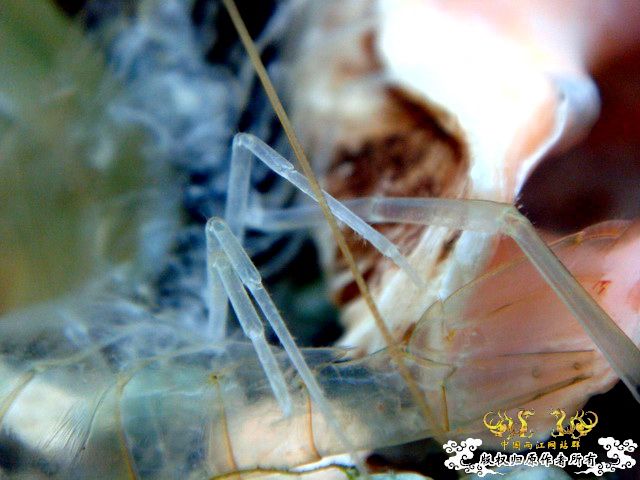 [原创]完美蜕壳 第二季