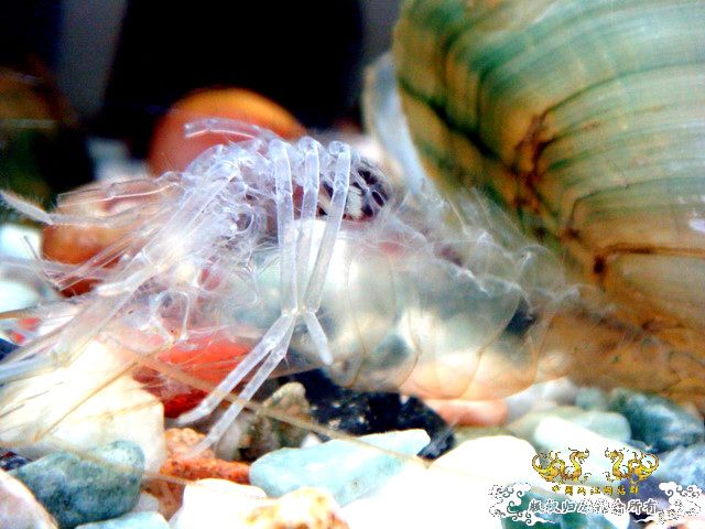 [原创]完美蜕壳 第二季