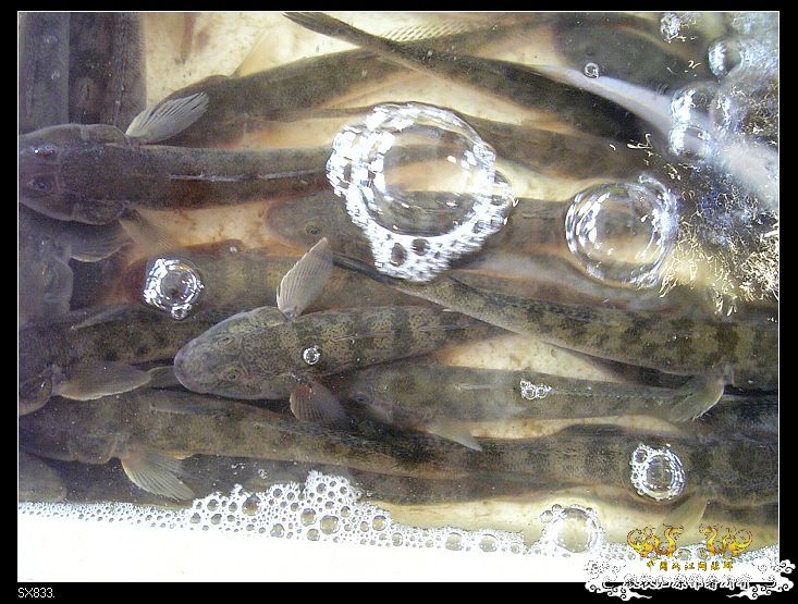 [灌水]发发买菜的时候拍的鱼（海水）