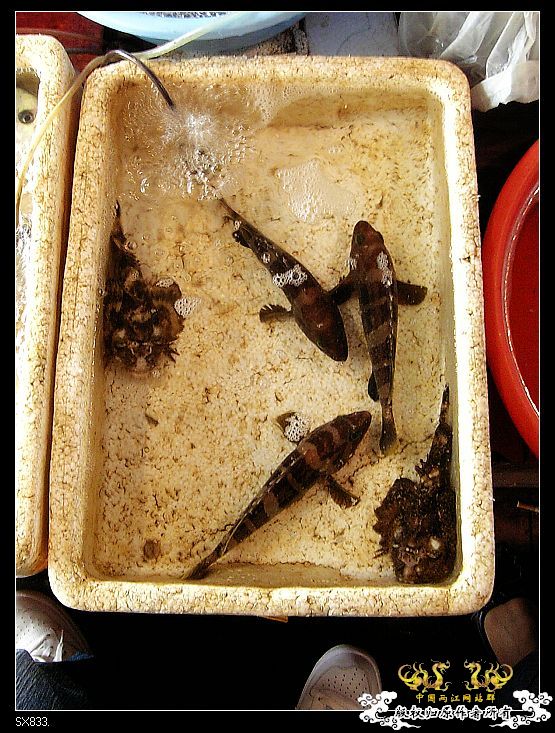[灌水]发发买菜的时候拍的鱼（海水）