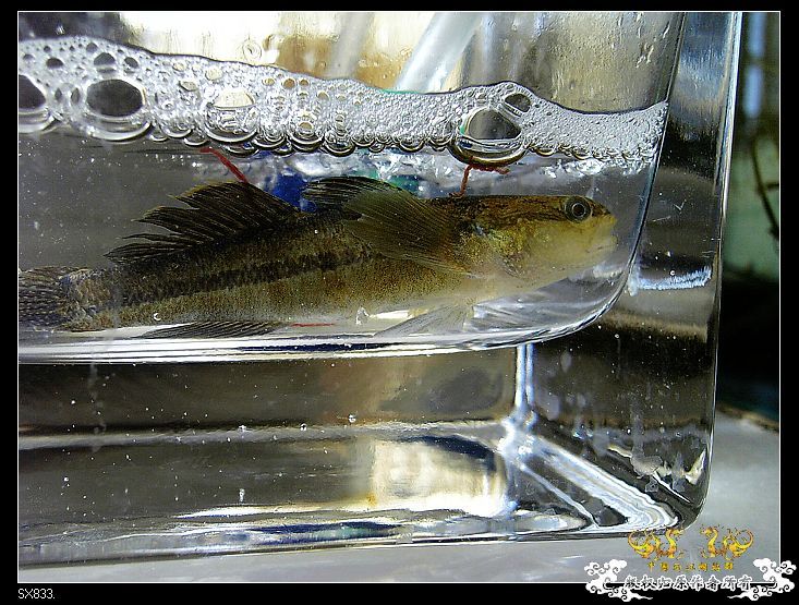 [灌水]发发买菜的时候拍的鱼（海水）