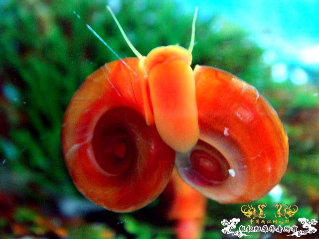 [原创]爱意浓浓