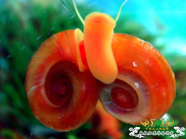 [原创]爱意浓浓