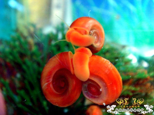 [原创]爱意浓浓