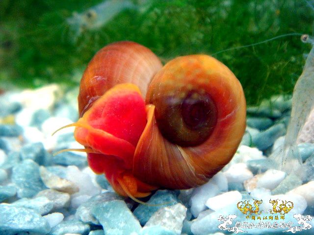 [原创]爱意浓浓