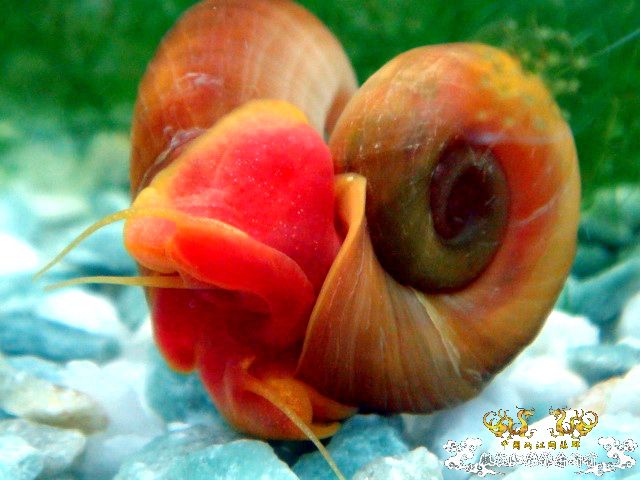 [原创]爱意浓浓