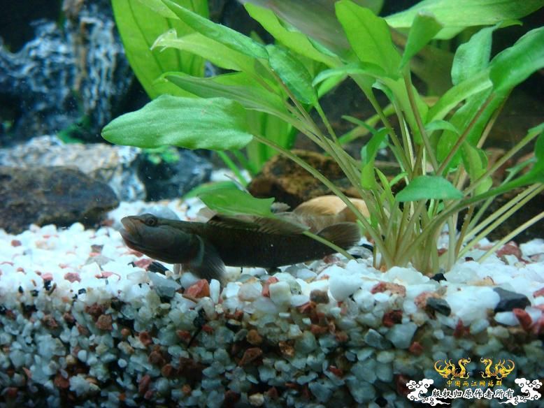 我的虾虎，是什么品种呢？