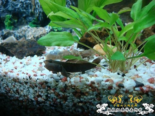 我的虾虎，是什么品种呢？