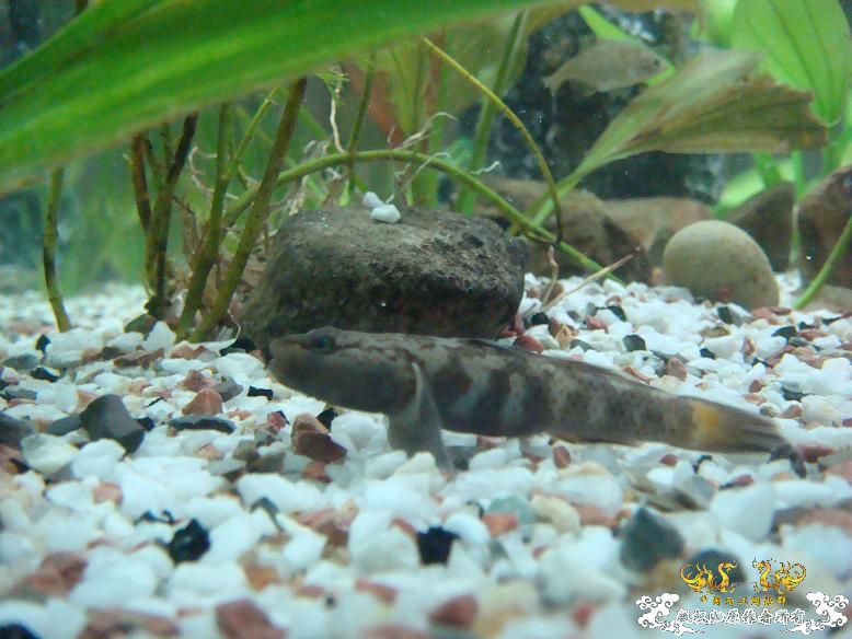 我的虾虎，是什么品种呢？