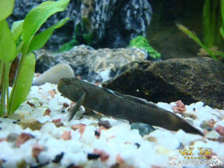 我的虾虎，是什么品种呢？