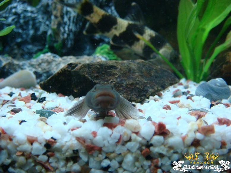 我的虾虎，是什么品种呢？